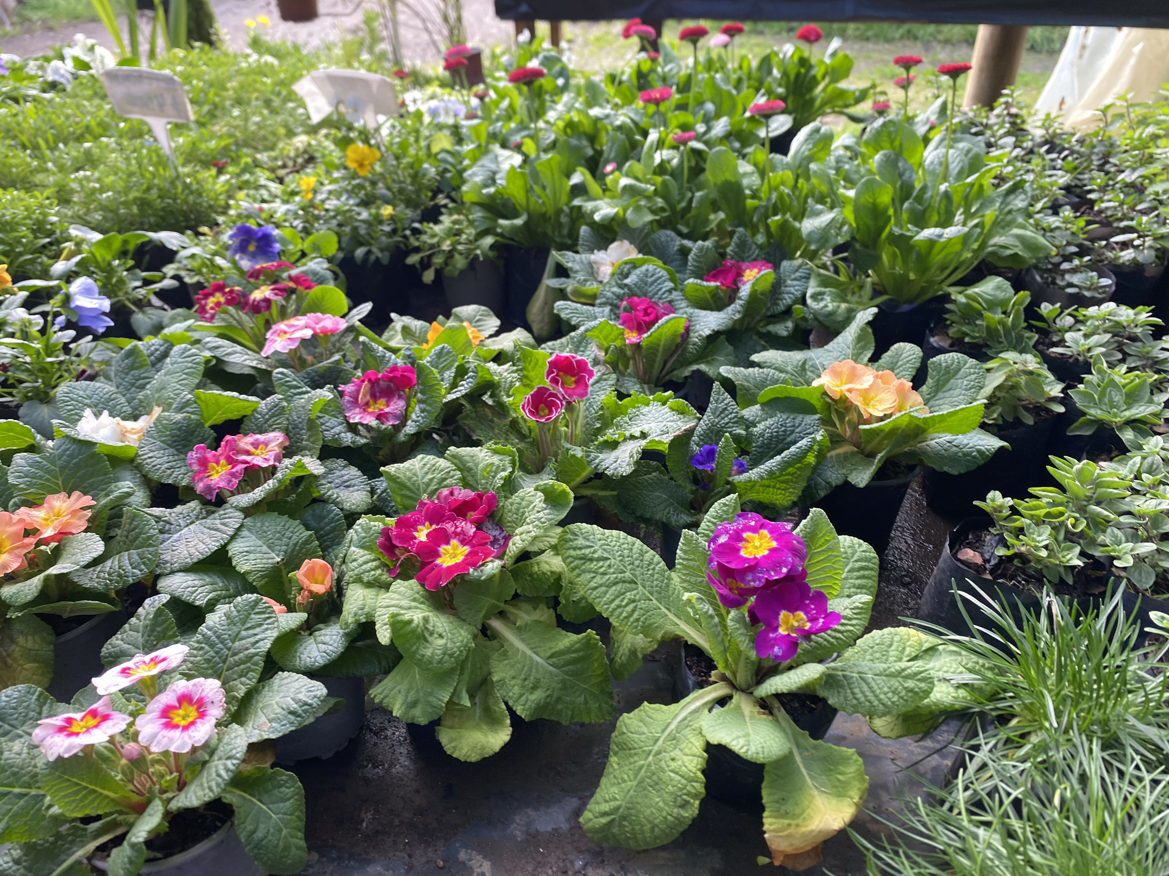 Vivero