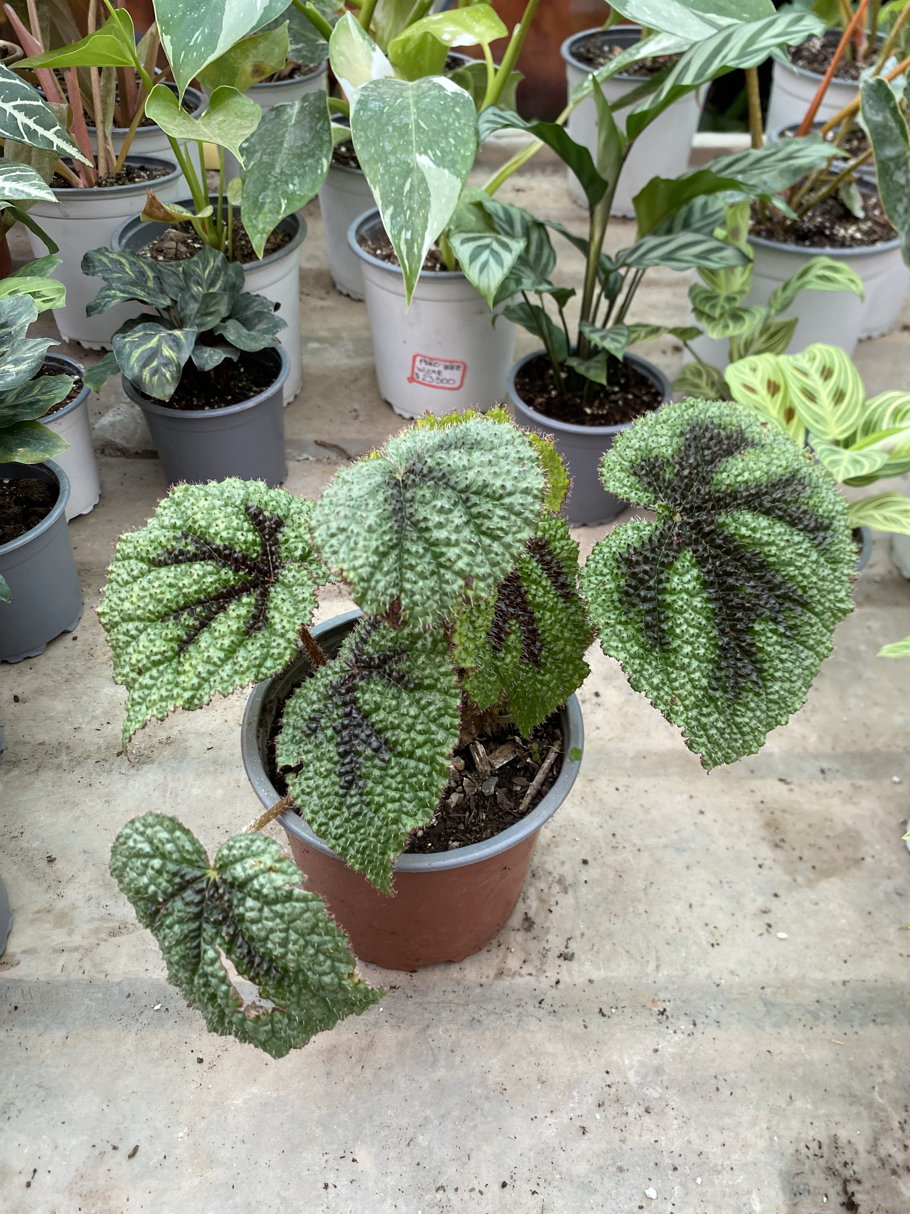 Begonia Cruz de Hierro
