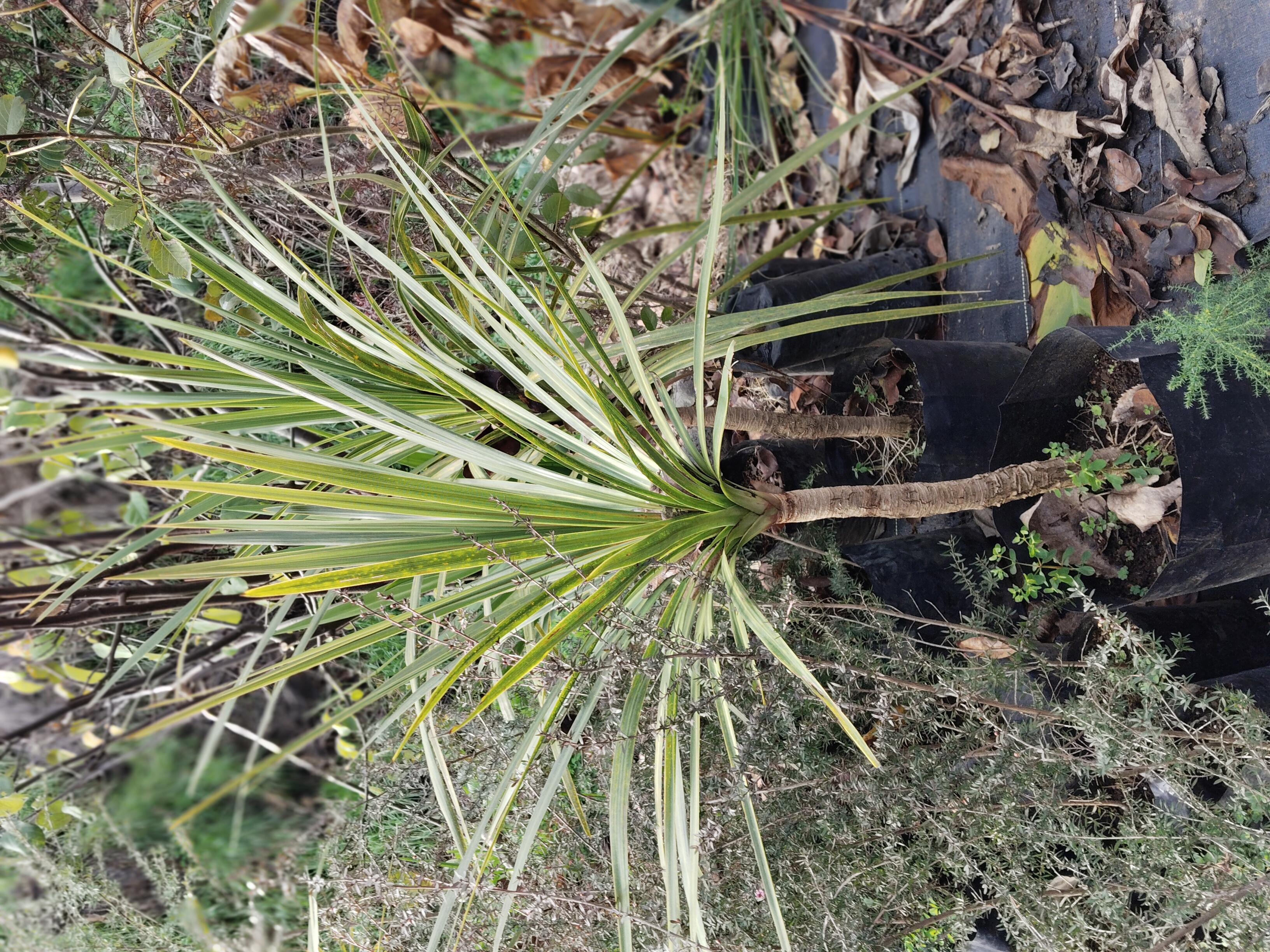 Dracena
