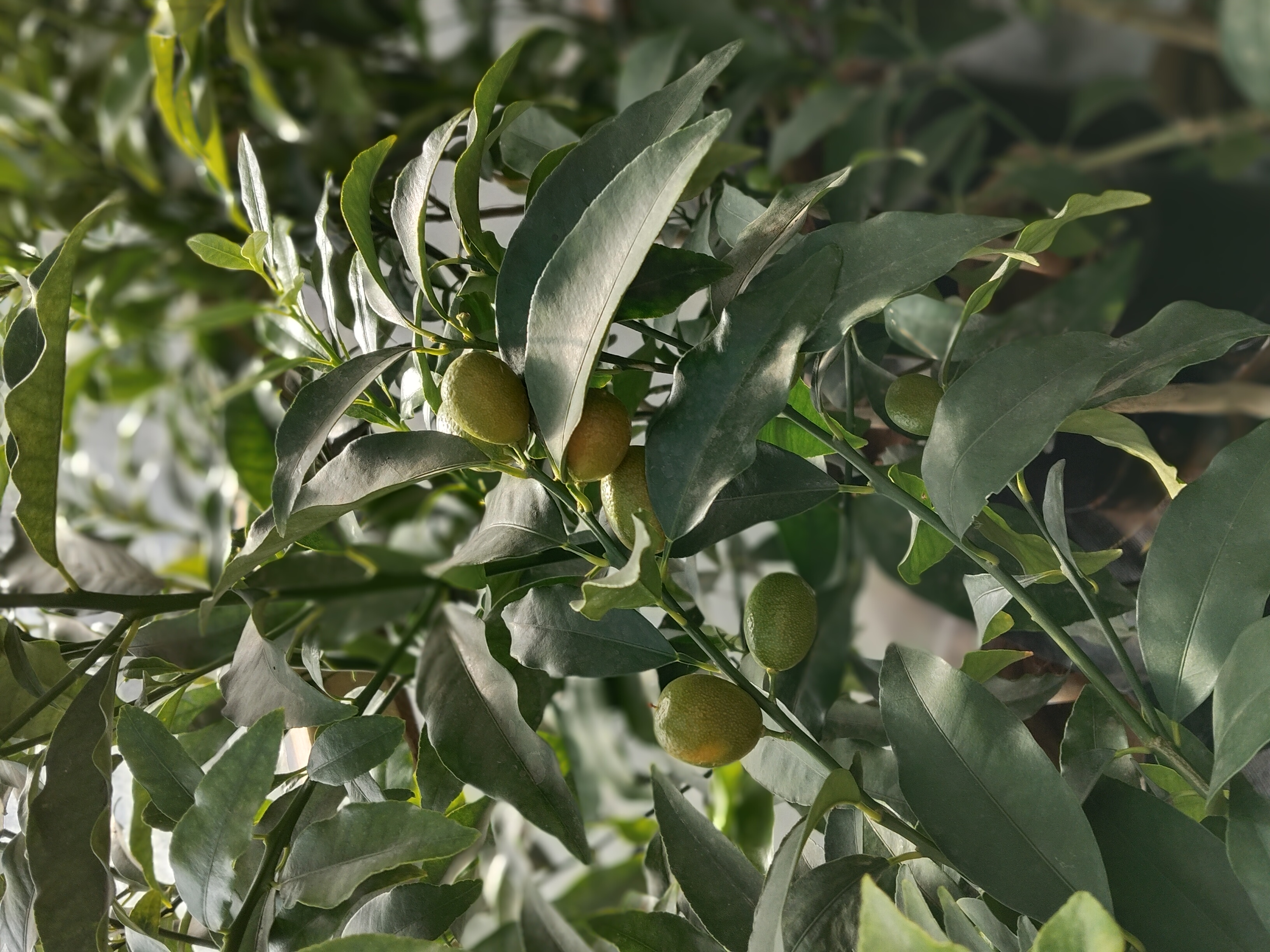 Kumquat