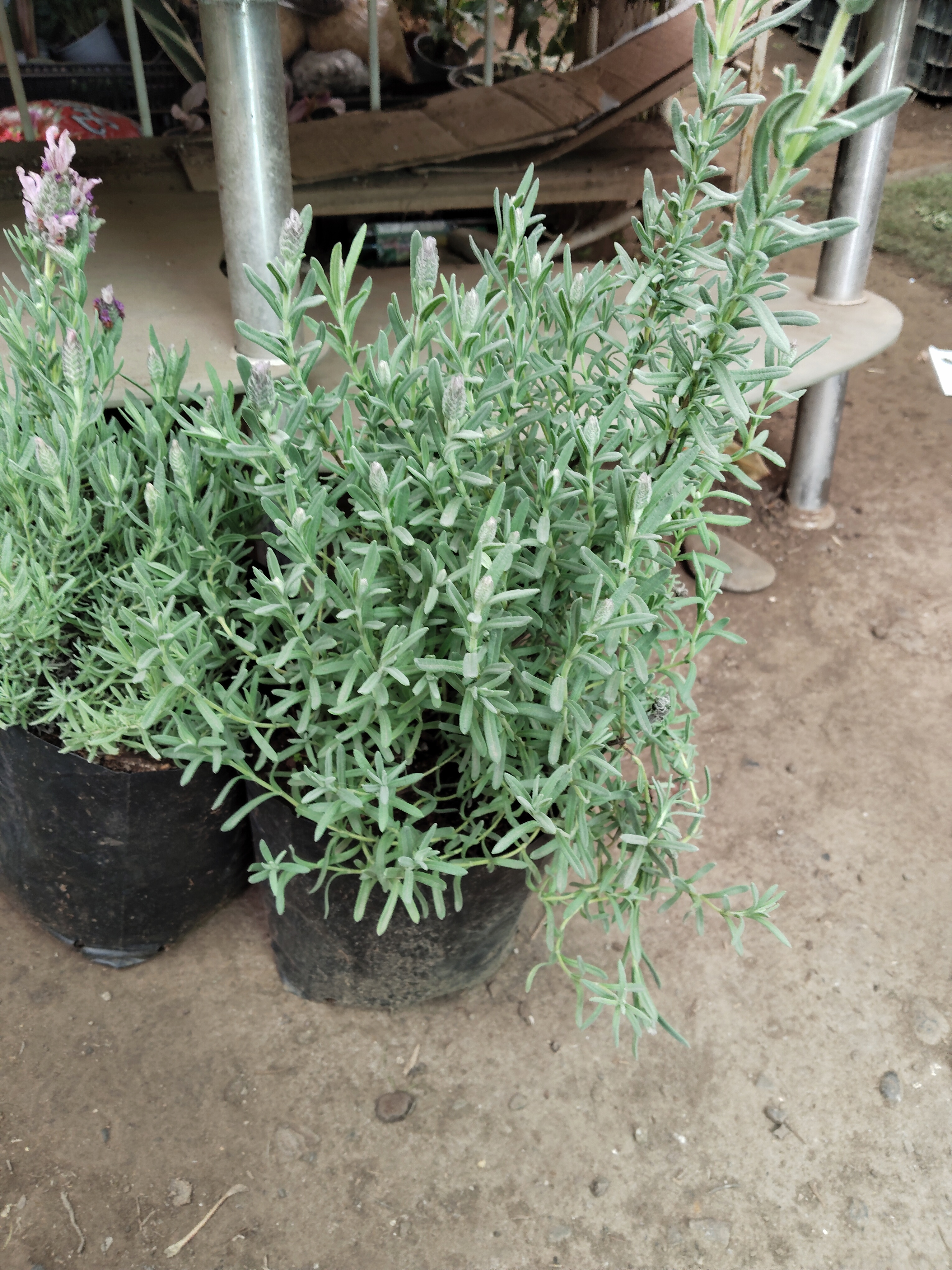 Lavanda