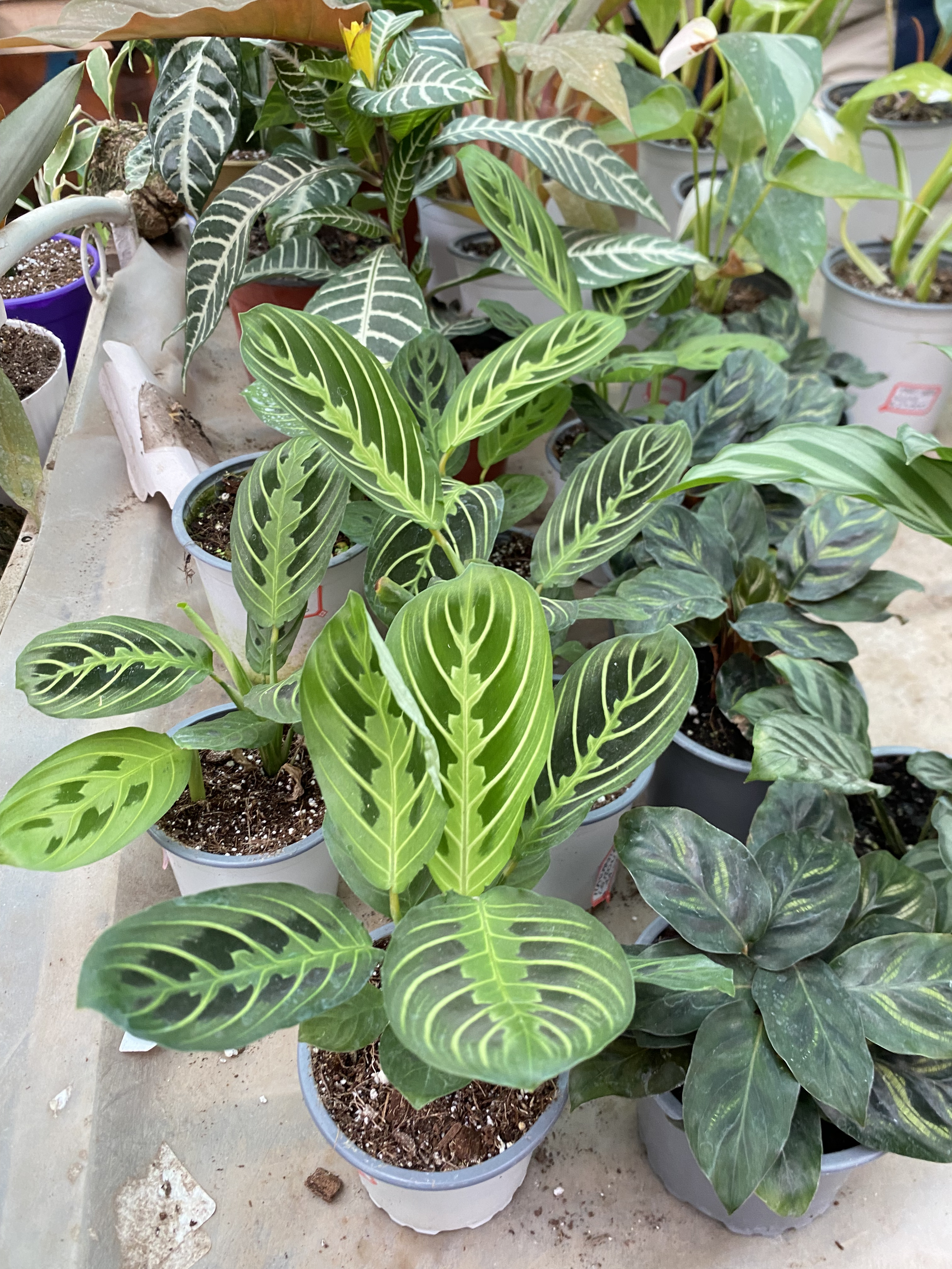 Maranta Leuconeura Lemon Lime