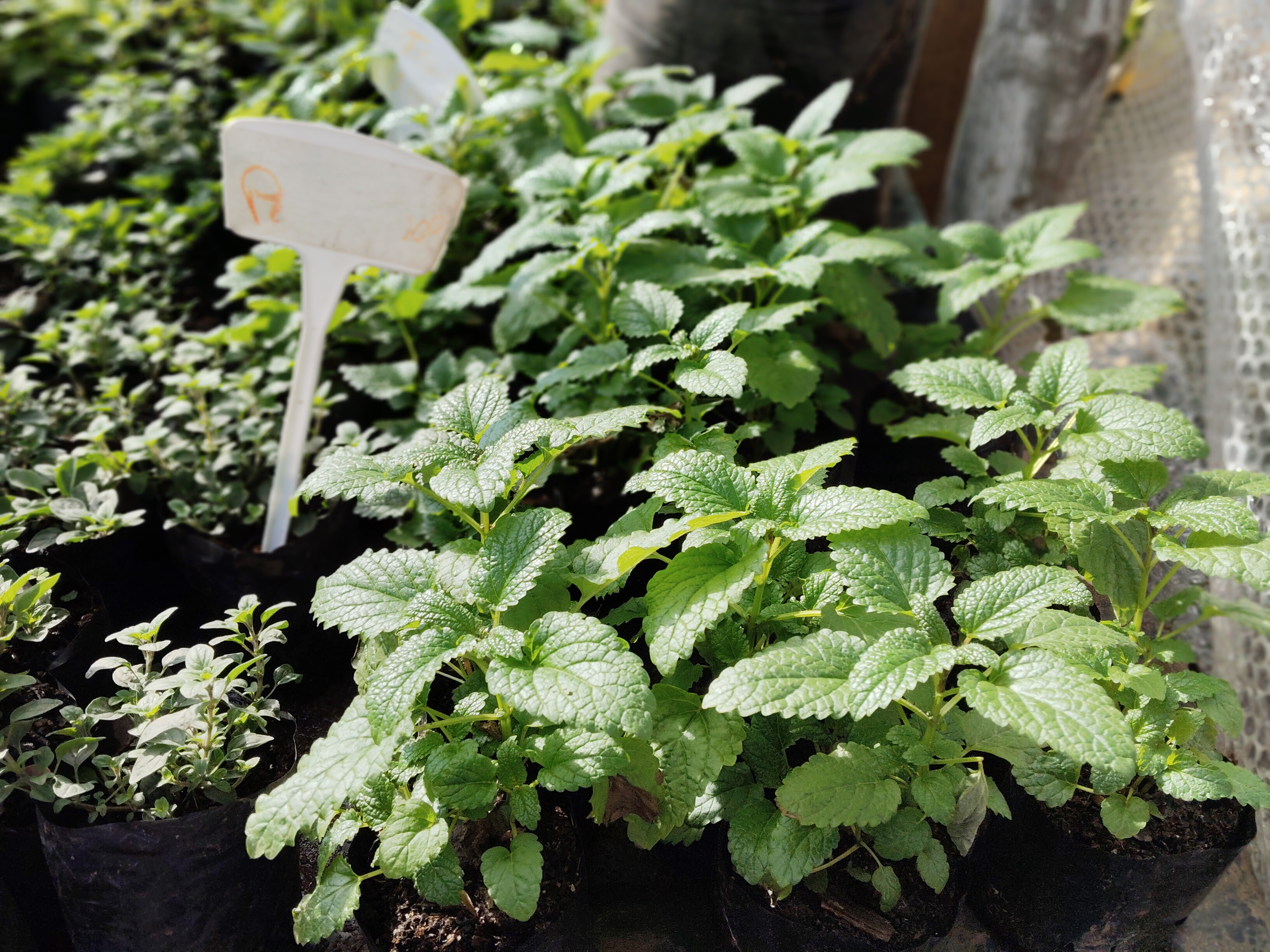 Menta