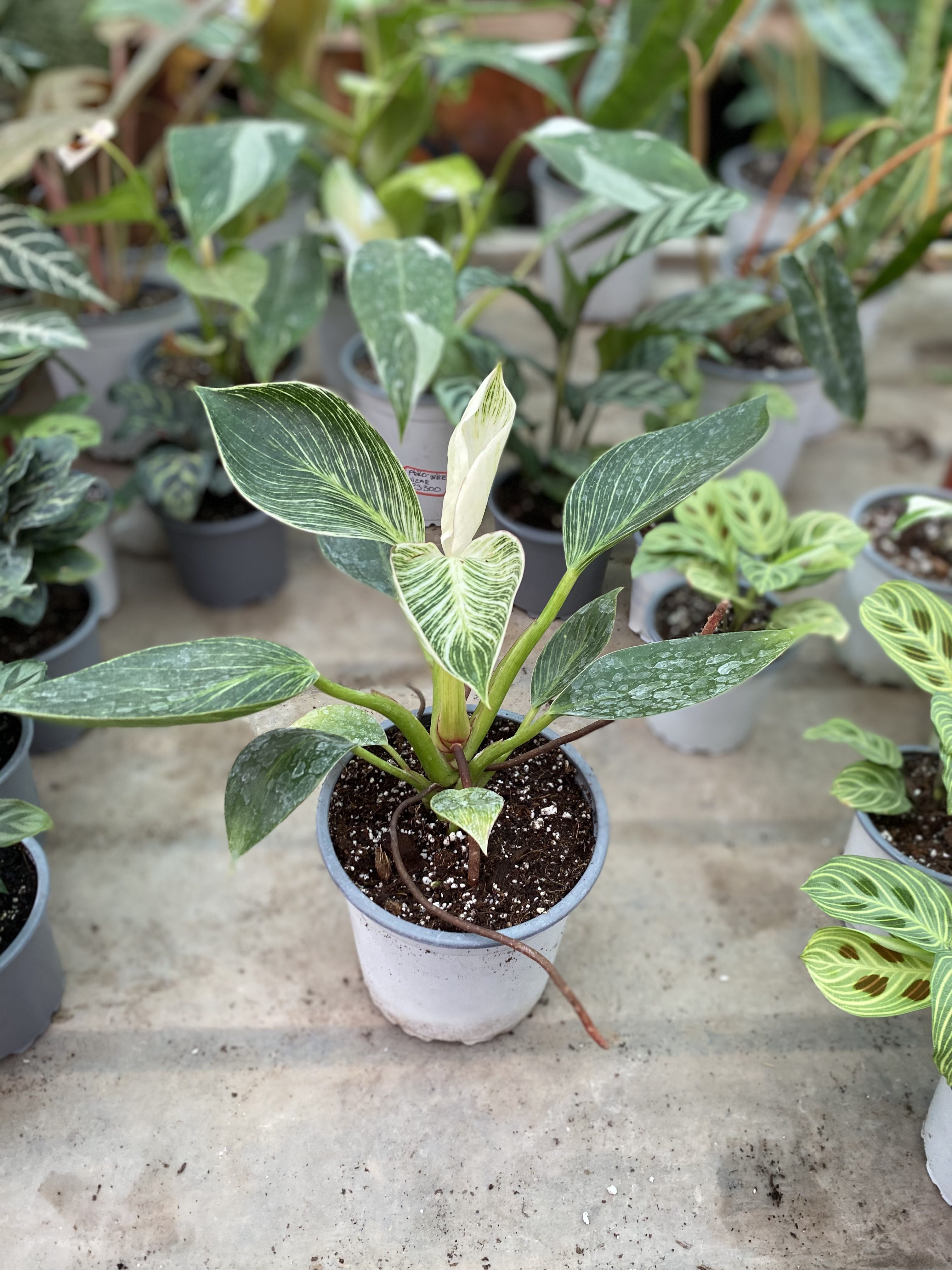 Philodendron Birkin